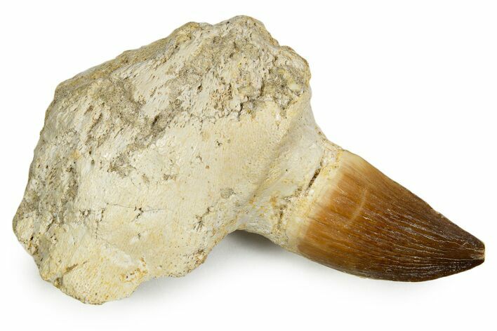 Fossil Mosasaur (Halisaurus?) Jaw Section with Tooth - Morocco #345202